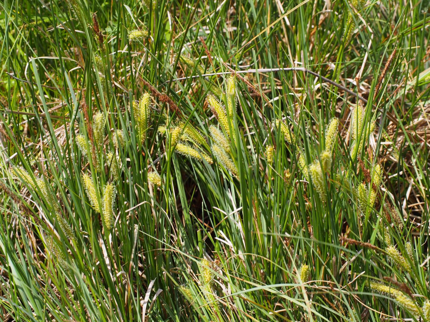 Sedge, Bottle plant